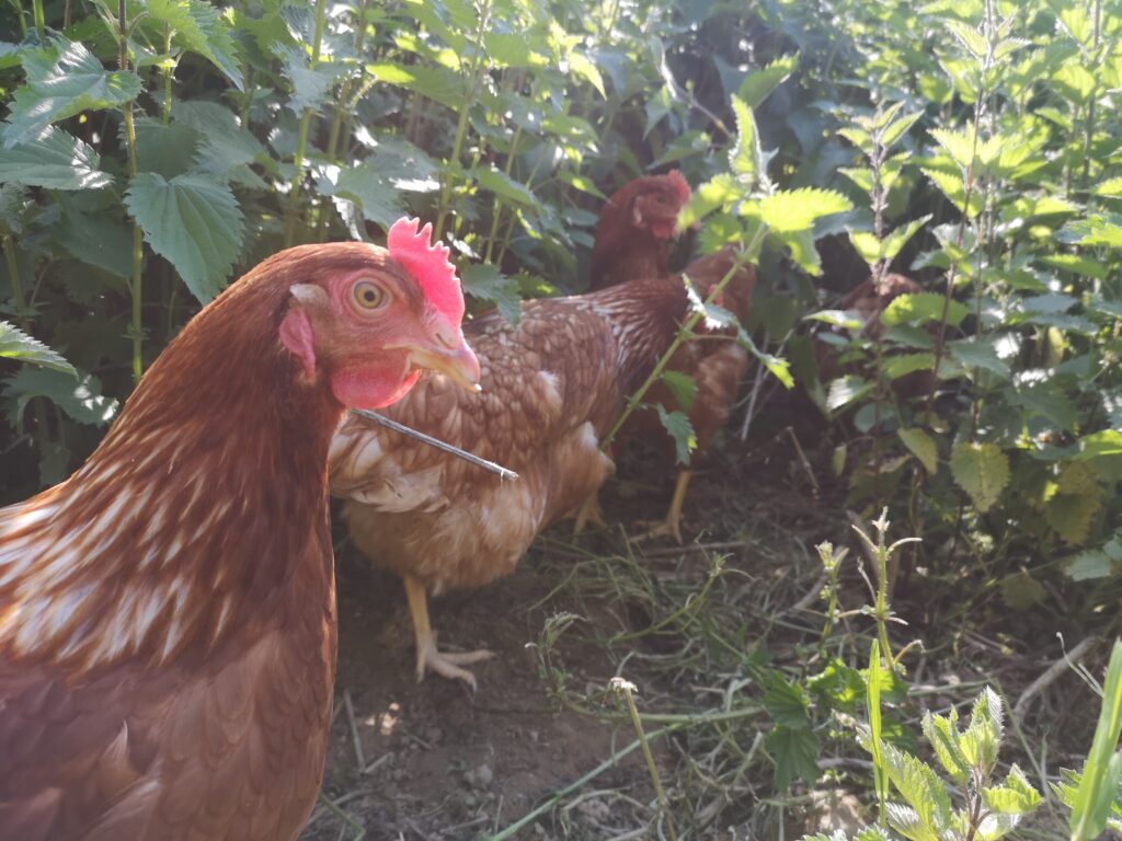 Poule IMG 20210418 162949 1024x768