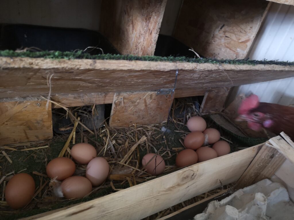 pondoir oeufs