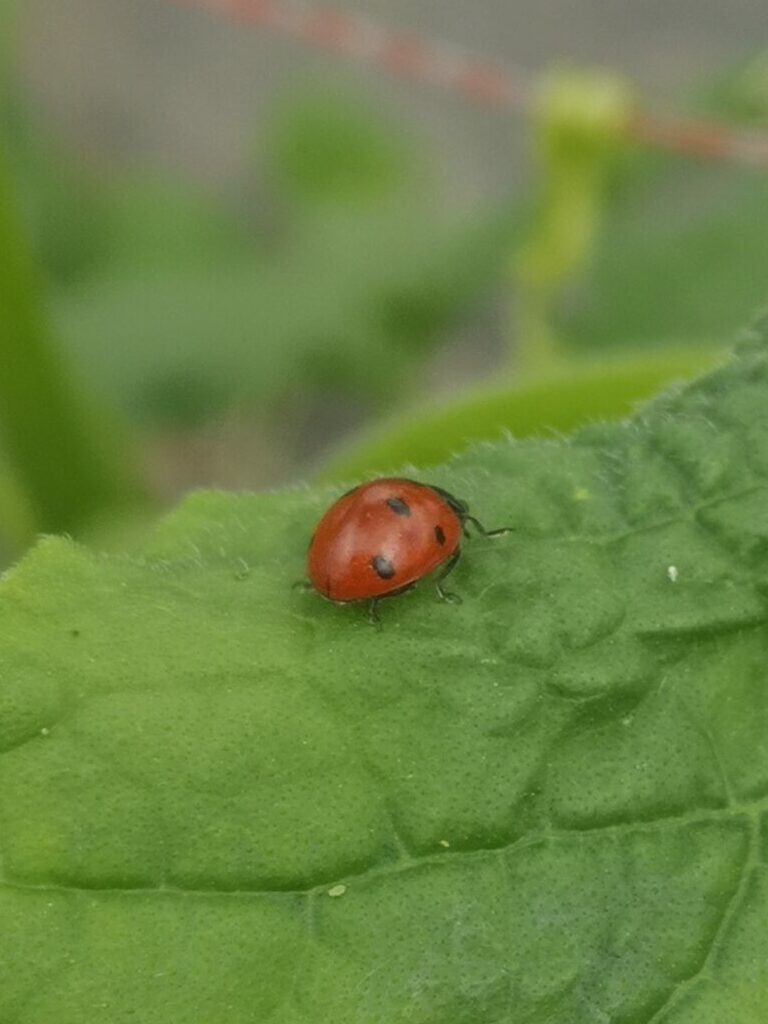 IMG_20210622_122848 IMG 20210622 122848 Scaled Edited