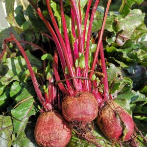 Betterave rouge  Variété population (Qualité nutritionnelle et gustative)