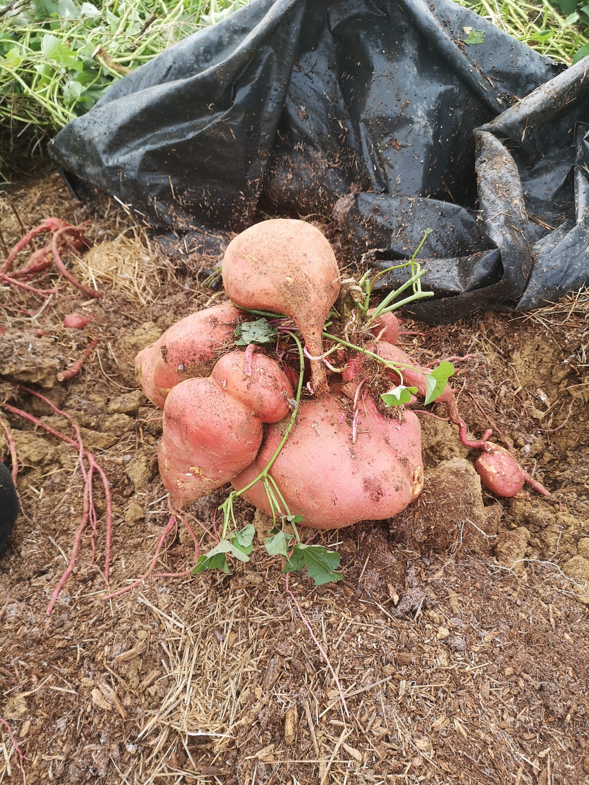 IMG 20230922 121309 Scaled