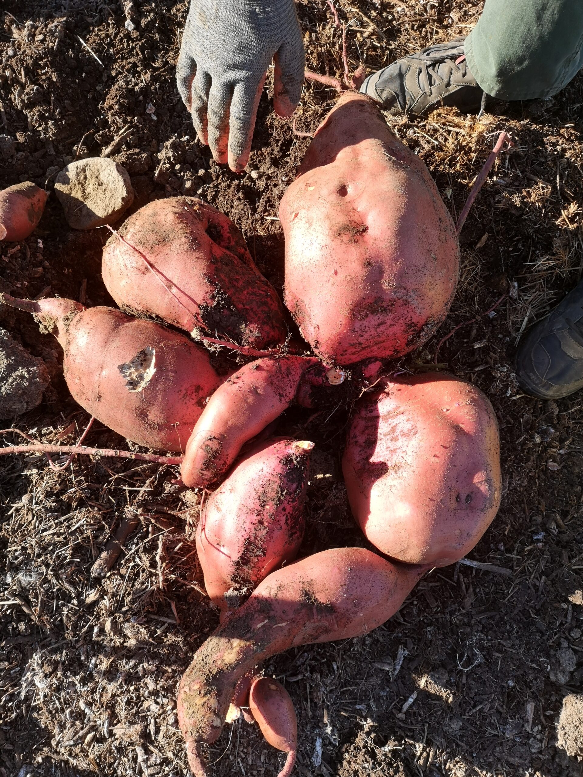 IMG 20231108 153333 Scaled