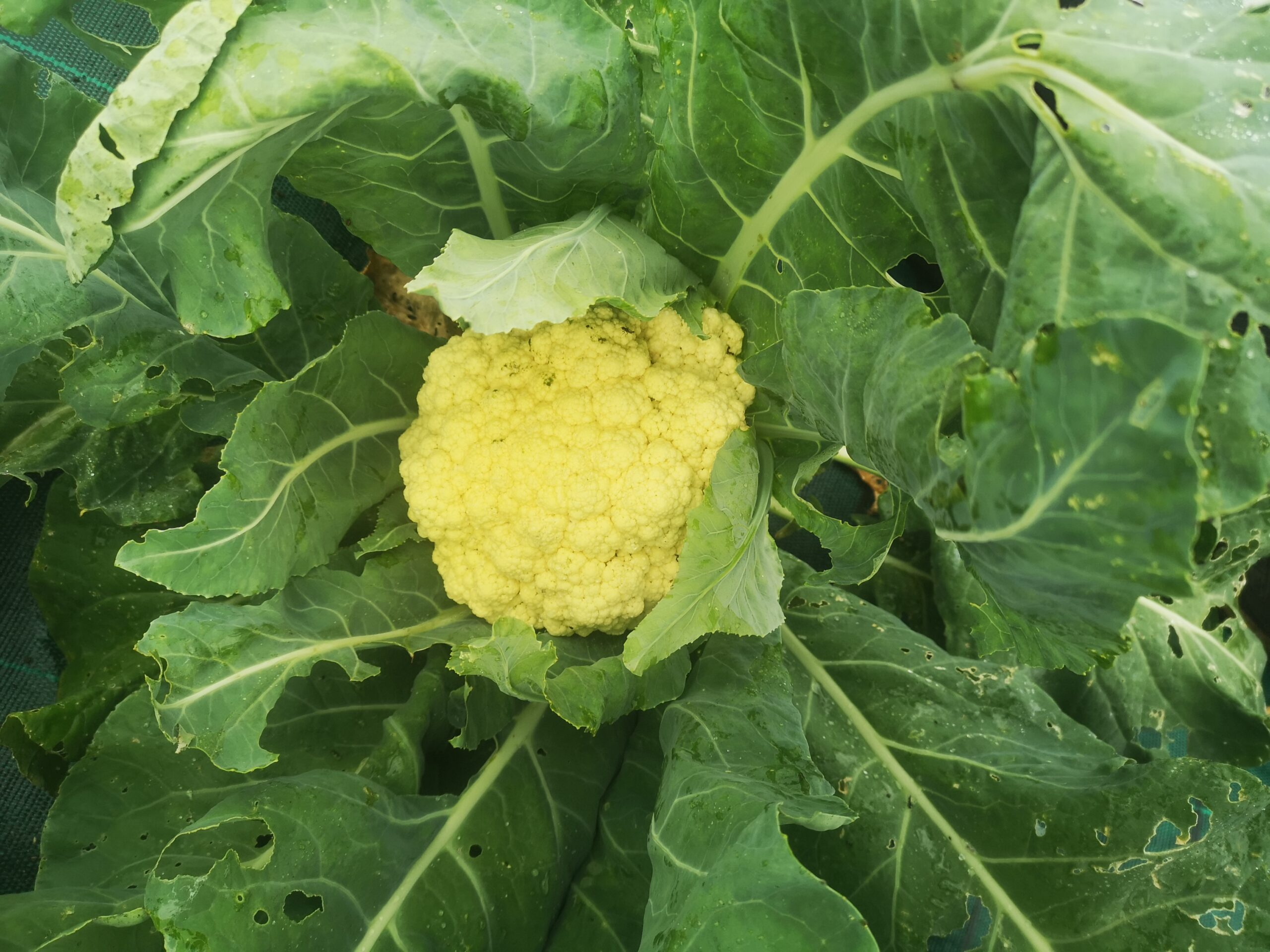 IMG 20240628 110842 Scaled