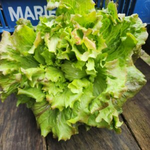 jpeg 20260209 112218 5734486742076228293.jpg